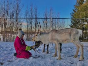 Beautiful rural experience with reindeer